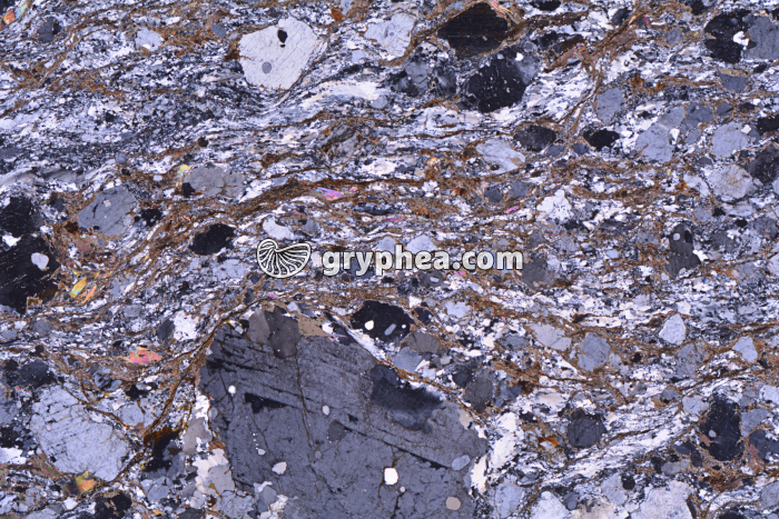 Gneiss (Agly) LPA x3,5 - gryphea.com
